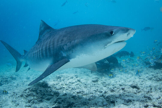A fearsome but beautiful Tiger Shark - Galeocerdo cuvier - swims over the reef in blue water. Taken at tiger zoo in Fuvamulah, Maldives