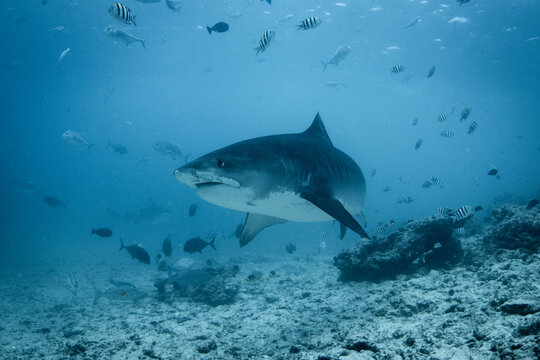 A fearsome but beautiful Tiger Shark - Galeocerdo cuvier - swims over the reef in blue water. Taken at tiger zoo in Fuvamulah, Maldives