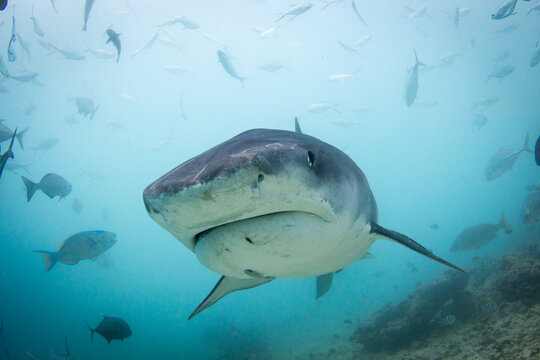A fearsome but beautiful Tiger Shark - Galeocerdo cuvier - swims over the reef in blue water. Taken at tiger zoo in Fuvamulah, Maldives