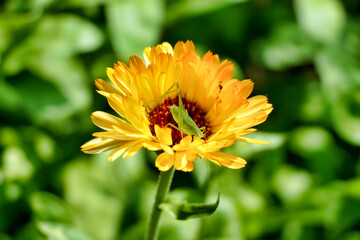 Speckled Bush Cricket nymph (Leptophyes punctatissima) on a Calendula flower head
.