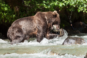 Obraz na płótnie Canvas Closeup photo encounter with a grizzly brown bear catching and eating salmon in a wild Alaskan river. Dark background and good light on the bear.