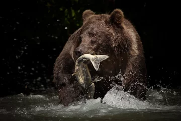 Gordijnen Closeup photo encounter with a grizzly brown bear catching and eating salmon in a wild Alaskan river. Dark background and good light on the bear. © DaiMar