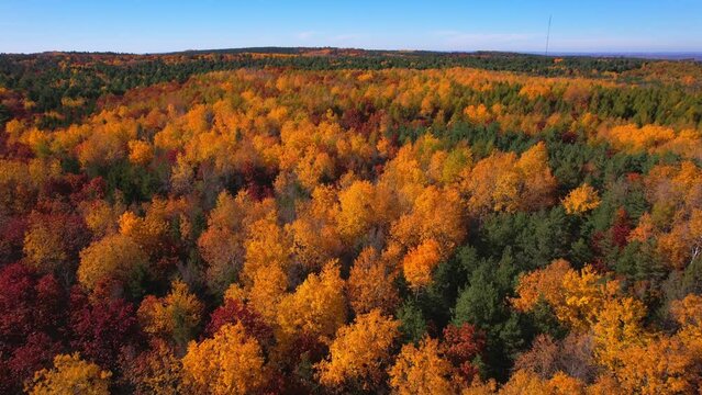 Stunning autumn beauty of Canadian nature from a breathtaking aerial perspective. Kaleidoscope of fall foliage, magnificent panorama of vibrant maple leaves and majestic firs.