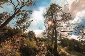 Los Angeles wildfire 