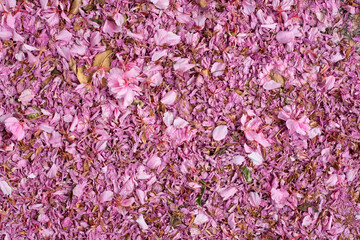 Pink blossom textured background