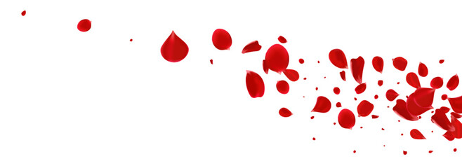 Beautiful Rose Beauty Vector Panoramic White