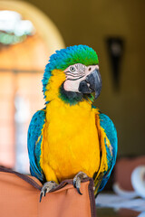 The parrot called Papa, living at Okambara Elephant Lodge in Namibia