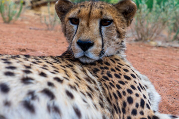 Closeup of a cheetah living at Okambara Elephant Lodge, Namibia