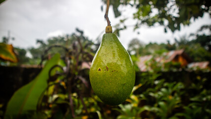 avocado fruit on the tree