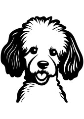 Vector illustration of a young poodle, poodle dog silhouette