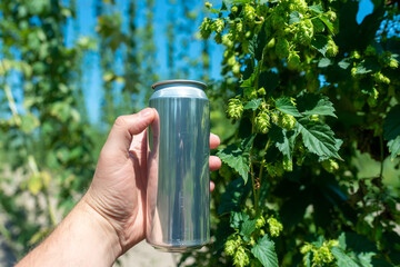 A man's hand holds a clean aluminum beer can without a logo on the background of a field of hops - 631566611