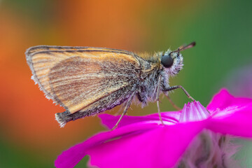Essex Skpper Butterfly (Thymelicus lineola) on Rose campion (Lychnis coronaria)