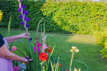 Close-up view of woman cutting purple gladiolus from garden bed.