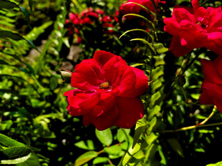 Red flower in the garden