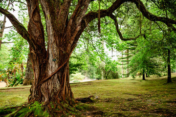 Fototapeta premium Botanical Garden at Sao Miguel island, Azores, Portugal.