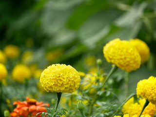 french marigold yellow flower in garden. Selective focus