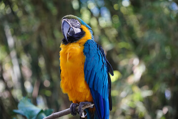 blue and yellow macaw ara. Beautiful parrot on green tree in nature habitat.