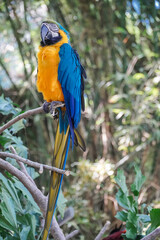 blue and yellow macaw Beautiful parrot on green tree in nature habitat.