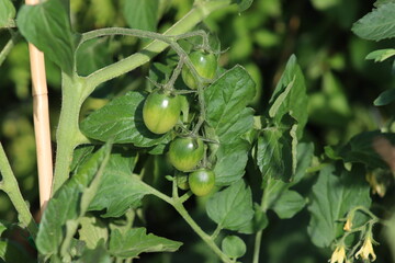 Green tomatoes ripening on a bush in a home garden