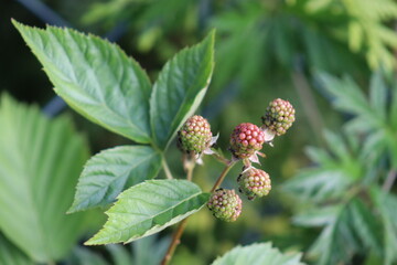 Seasonal fruit in the garden