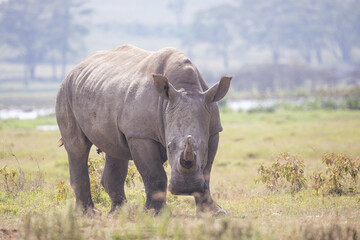 Fototapeta premium white rhino