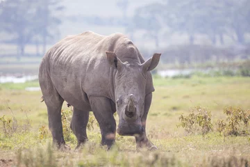 Foto op Plexiglas white rhino © ACP