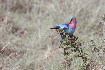 lilac breasted roller birds of the maasai mara national game reserve colourful look
