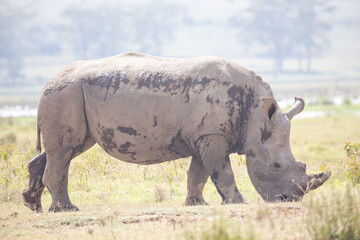 Fototapeta premium white rhino