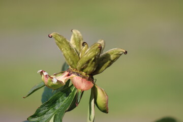 Overblown peonies, fishing peonies