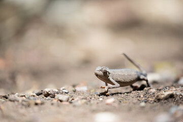 tiny chameleon in kenya rocky area