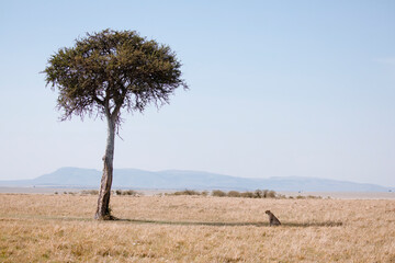 cheetah hiding behing tree to avoid heat