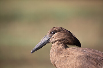 birds in the naivasha lake maasai