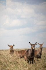 waterbuck 