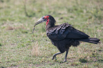 southern ground hornbill eating lizard