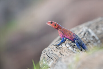 Agama rock rainbow lizard