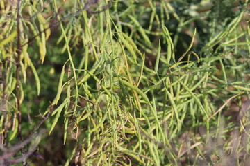 Kale seed pod, collection of kale seeds