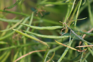 Kale seed pod, collection of kale seeds