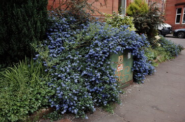 california lilac bush