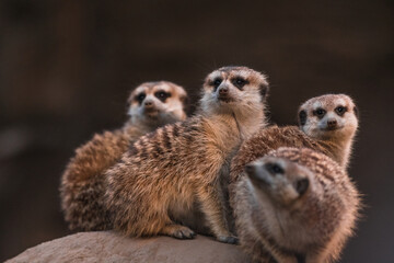 Meerkat family standing together keeping watch with baby