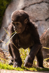 Baby gorilla walking around and playing