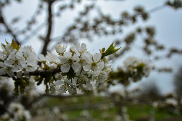 Flowering cherry branch