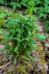 Strophiostoma sparsiflora or Myosotis sparsiflora