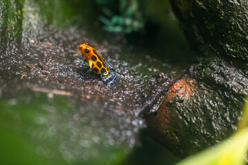 Different colors of the Amazon dart frog / Ranitomeya ventrimaculata frogs