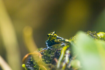 Different colors of the Amazon dart frog / Ranitomeya ventrimaculata frogs
