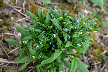 Strophiostoma sparsiflora or Myosotis sparsiflora