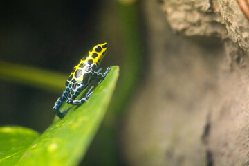 Different colors of the Amazon dart frog / Ranitomeya ventrimaculata frogs