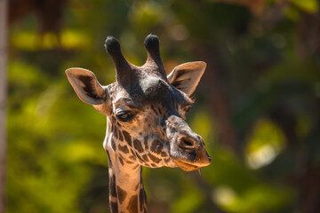 Giraffe in the wild close up