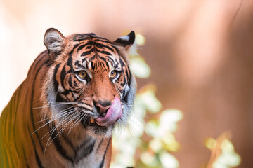 Bengal tiger wildlife shot