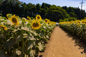 Obraz premium Sunflowers of the farm near the green trees sunny day