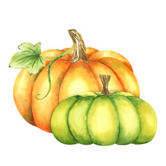 Ripe orange and green pumpkins and leaves. Farm organic autumn vegetables. Autumn decoration. Isolated. Watercolor illustration. It is perfect for thanksgiving and halloween cards or posters